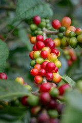 Granos de café en diferentes etapas de maduración en Costa Rica