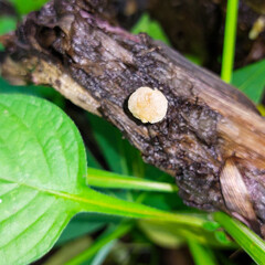 close-up photograph of wild basidiomycota mushrooms  perfect for educational materials, nature publications, or scientific research
