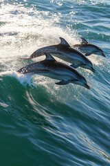 Fototapeta premium A pod of dolphins leaping through turquoise waves, their sleek bodies glistening in the sunlight. Water droplets sparkle in the air as they break the surface.