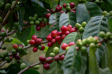 Granos de café en diferentes etapas de maduración en Costa Rica