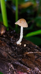 Wild-growing basidiomycota acting as decomposers in nature.