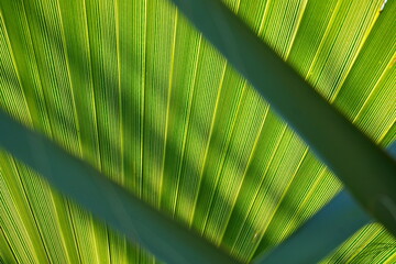 Close up of palm tree leaf. Beautiful exotic plant texture. Fresh green background.