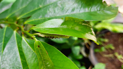 A young beetle hatching on a leaf.