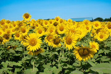 ひまわり畑と青空