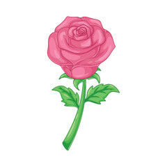Pink rose isolated on white background. Vector illustration in cartoon style.