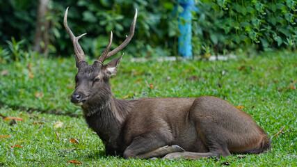 deer adult male in the forest