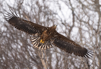 Young White-Tailed Eagle in Flight, Norway Bodo