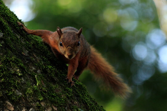Photo of a tropical squirrel in its natural environment