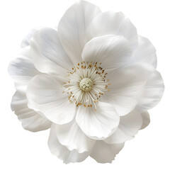 Elegant White Flower Blossom Closeup Botanical Beauty Nature