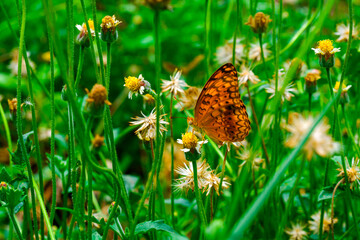 Butterfly Dancing Among Vibrant Meadow Flowers