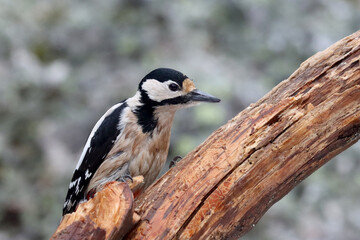 Great spotted woodpecker