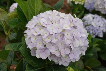 white hydrangeas