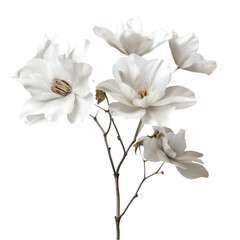 Fototapeta premium Elegant White Magnolia Blossoms Branch Spring Flowers Nature Beauty,
