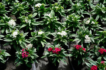 Red and white Pentas lanceolata nursery in flower pots close up