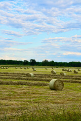 Summer rural landscape of chopped and folded into round bales hay on the field © Svitlana Kolycheva
