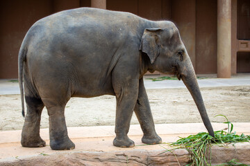Naklejka premium Asian Elephant (Elephas maximus), native to forests and grasslands of South and Southeast Asia