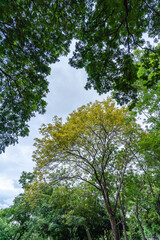 Golden Shower Tree Blossoming with Vibrant Yellow Flowers in Lush Green Canopy