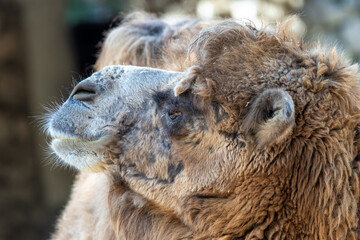 Fototapeta premium Bactrian Camel (Camelus bactrianus), native to the deserts and steppes of Central Asia.
