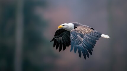 Fototapeta premium Majestic Bald Eagle in Flight Over Misty Forest