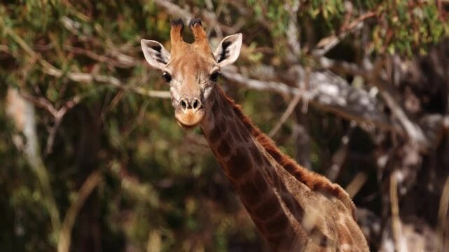 Gracefully moving through the savannah, the giraffe stands tall, a true symbol of Africa&rsquo;s majestic wildlife