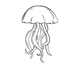 jellyfish digital illustration drawing isolated