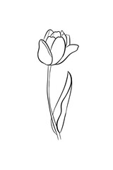 tulip digital illustration drawing isolated