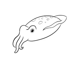 cuttlefish digital illustration drawing isolated