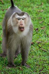 Monkey Macaca nemestrina standing