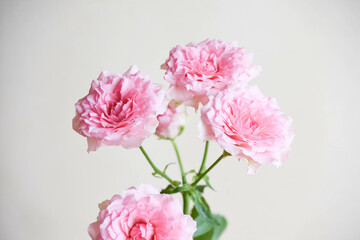 ピンクのスプレーばら