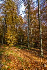 Fototapeta premium Long Trees in forest during autumn season