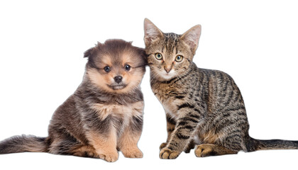 Fototapeta premium Cute puppy and tabby cat sitting together