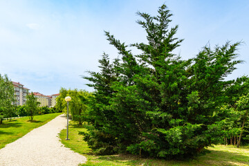Lush green coniferous tree cupressocyparis Leylandii with stands tall beside gravel pathway in serene park, with buildings visible in background. Ornithological park is located in Adler (Sirius)