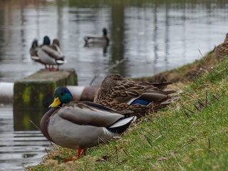 ducks on the lake