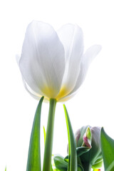 Close-up photo of white tulip flower in natural light