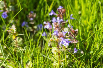 Vivid purple wildflowers sprouting amidst lush green grass