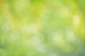 Defocused plants. Natural green background defocus light.