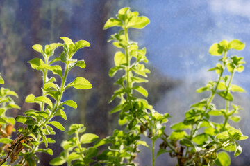 Lush green herb plants growing indoors in natural light