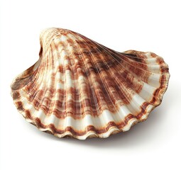 Seashell, Isolated on White