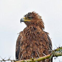 Raubadler (Aquila rapax) 