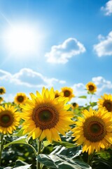 Fototapeta premium Vibrant sunflower blooming in sunlit field under clear blue sky with white clouds during summer