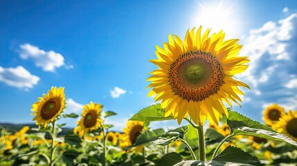  Vibrant sunflower blooming in sunlit field under clear blue sky with scattered white clouds