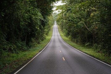 Obraz premium Asphalt road in the forest