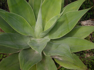 Natura