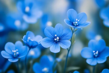 Delicate blue flax flowers blooming in spring meadow