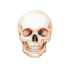 Obraz premium Realistic Watercolor Skull Illustration for Art Projects