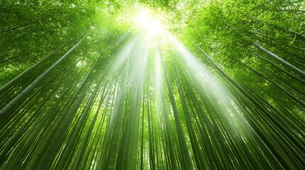 Green bamboo stalks reaching towards the suns rays of light