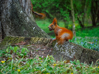 squirrel on a tree