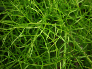 Natura