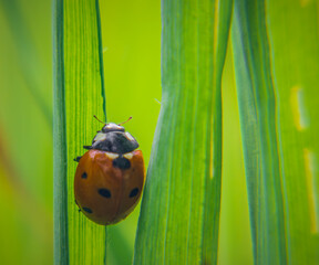 ladybug on green leaf © Adam