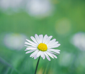 Fototapeta premium daisy flower in the garden